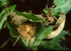 Araneus diadematus pair 