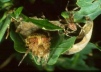 Araneus diadematus pair