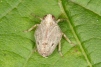 Issus coleoptratus 