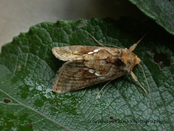 Chrysodeixis chalcites Copyright: Graham Ekins