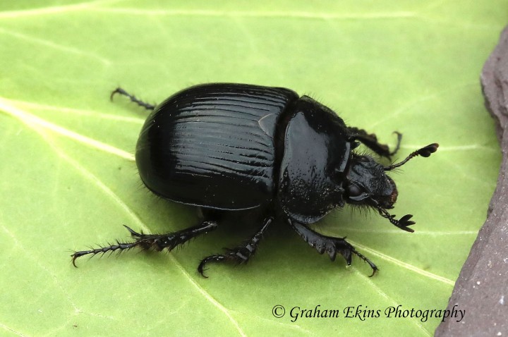 Typhaeus typhoeus (Minotaur Beetle) Copyright: Graham Ekins