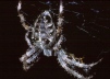 Araneus diadematus