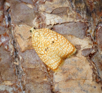 Acleris forsskaleana 4 Copyright: Ben Sale