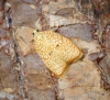 Acleris forsskaleana 4 Copyright: Ben Sale