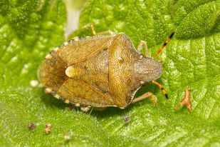 Peribalus Strictus Copyright: Andy Reid