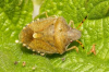 Peribalus strictus Vernal Shieldbug