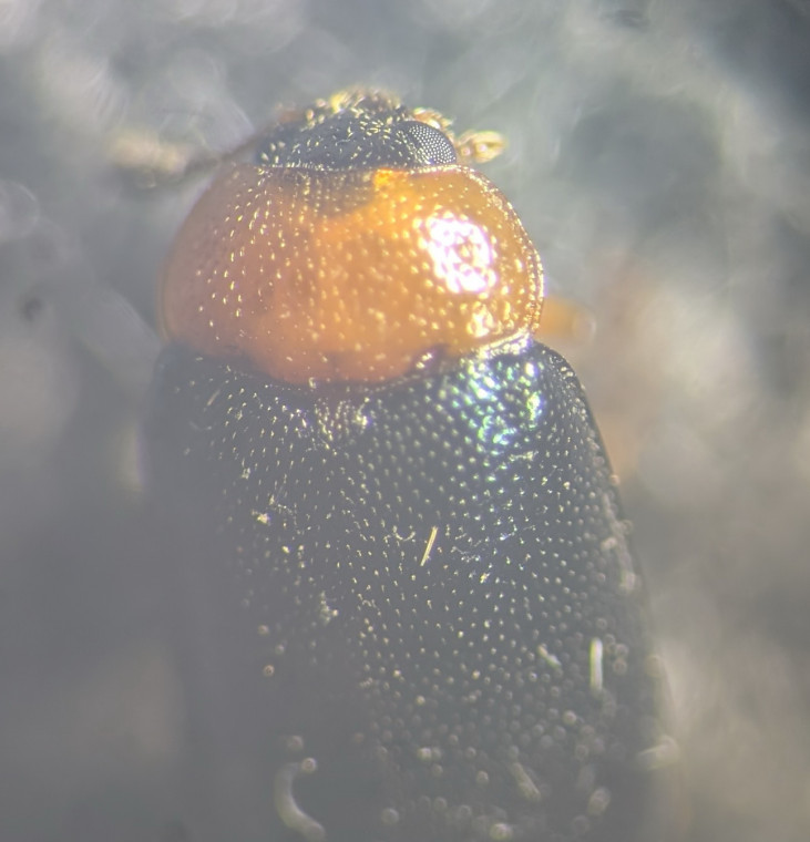 Tetratoma fungorum pronotum Copyright: Robert Smith