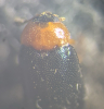 Tetratoma fungorum pronotum 