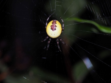 Female in web Copyright: Daniel Blyton