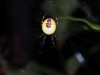 Female in web