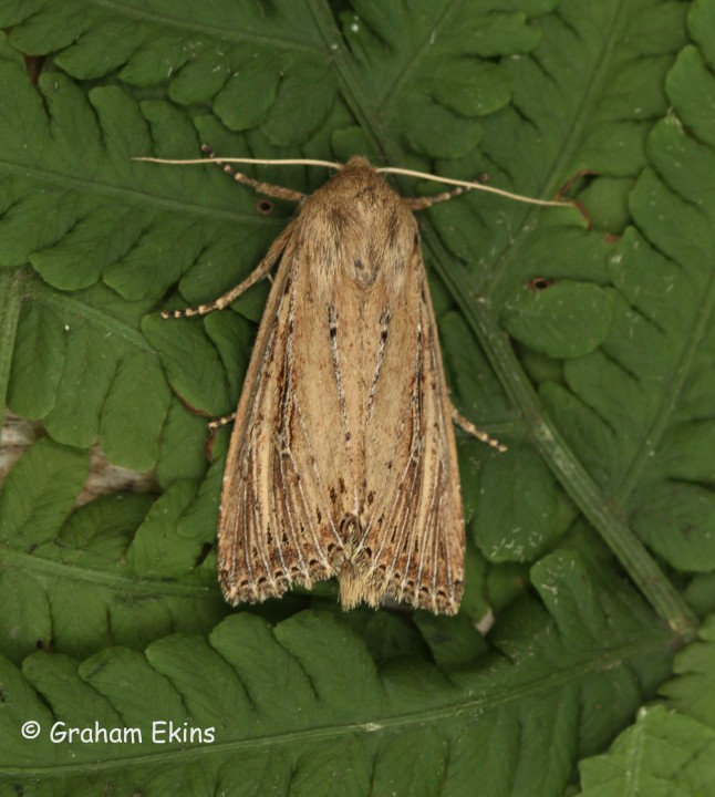 Nonagria typhae  Bulrush Wainscot 3 Copyright: Graham Ekins