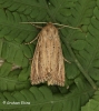 Nonagria typhae  Bulrush Wainscot 3 Copyright: Graham Ekins