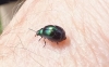 Gastrophysa viridula 