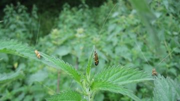 Nemophora degeerella. Copyright: Stephen Rolls