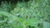 Nemophora degeerella.