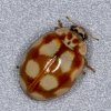 Adalia decempunctata