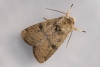 Square-spot Rustic 31-08-2020