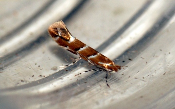 Horse Chestnut Leaf-miner Cameraria ohridella Copyright: Ben Sale