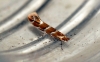 Horse Chestnut Leaf-miner Cameraria ohridella