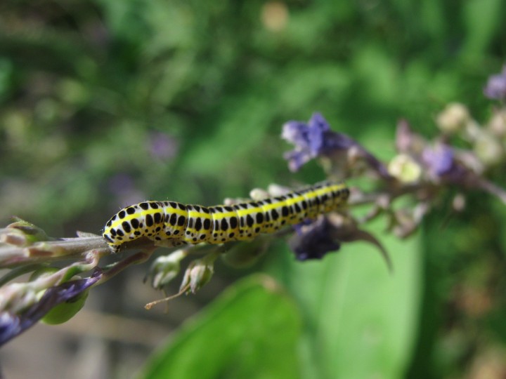 Toadflax brocade larva Copyright: Kim Prowse