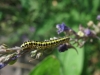 Toadflax brocade larva Copyright: Kim Prowse