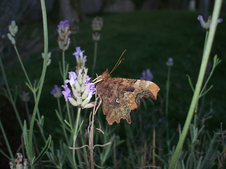 Comma 2nd brood Copyright: Ben Sale