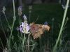 Comma 2nd brood