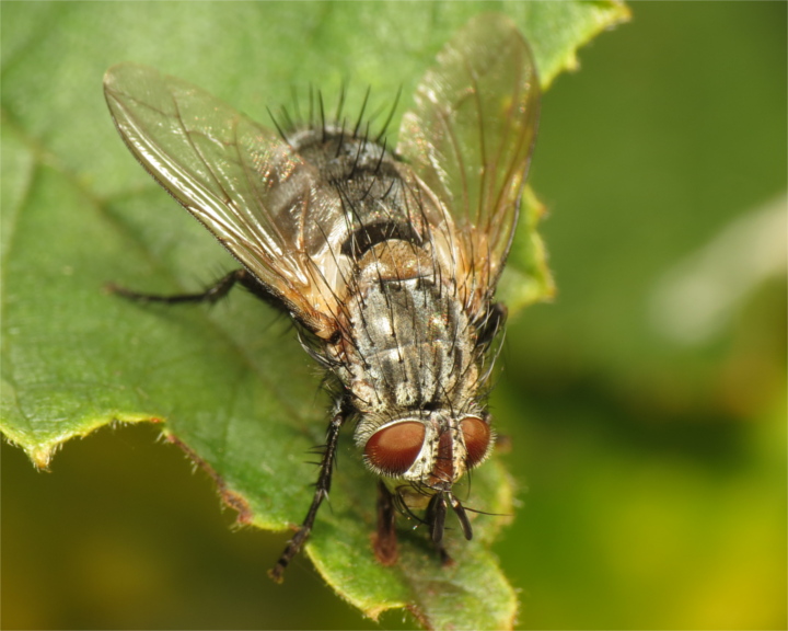 Linnaemya picta female 20150930-4647 Copyright: Phil Collins