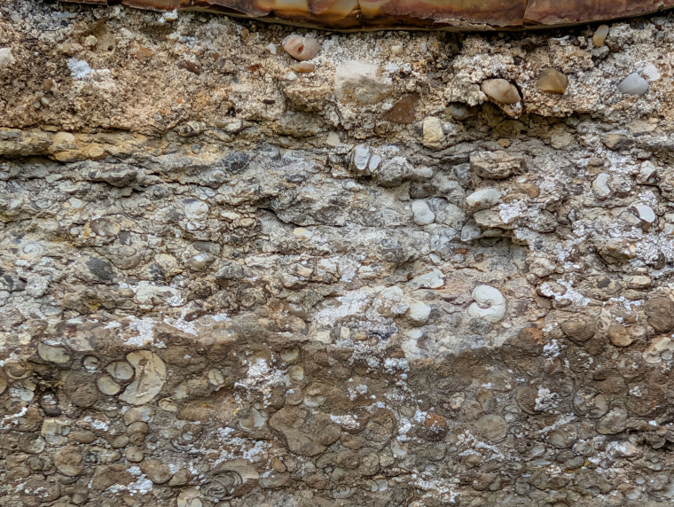 Matching Church Viviparus Snails 9 August 2025 Copyright: William George