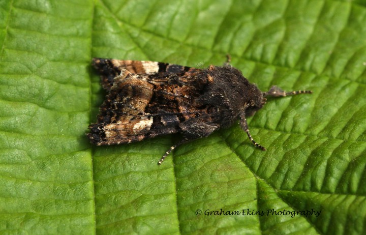 Small Angle Shades  Euplexia lucipara Copyright: Graham Ekins