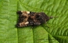 Small Angle Shades  Euplexia lucipara Copyright: Graham Ekins