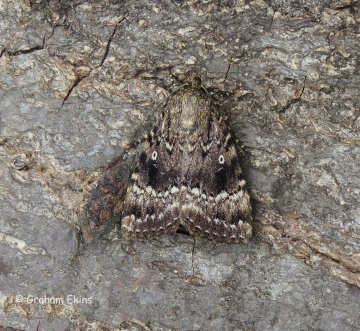 Amphipyra pyramidea Copper Underwing Copyright: Graham Ekins