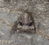 Amphipyra pyramidea Copper Underwing