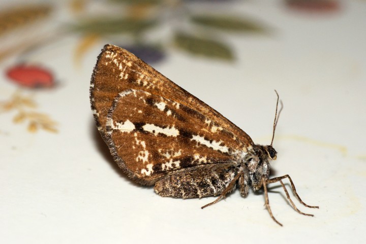 Bordered White 2 Copyright: Ben Sale