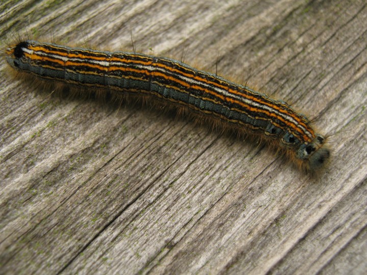 Lackey larva Copyright: Kim Prowse