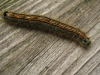 Lackey larva 