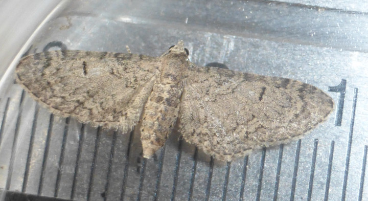 First Essex record of Channel Islands Pug Eupithecia ultimaria Copyright: Chris Balchin