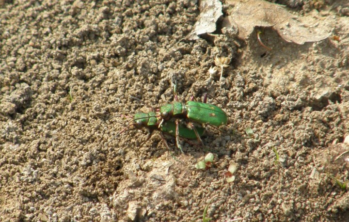 Green tiger beetles mating Copyright: Sue Grayston