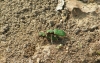 Green tiger beetles mating 