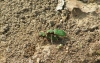 Green tiger beetles mating