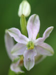 Bee Orchid mutant Copyright: Patrick Smith