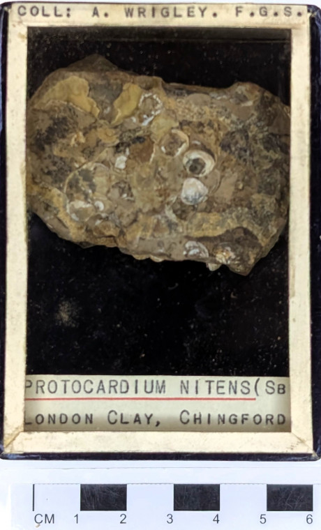 Chingford London Clay Fossils Protocardium nitens bivalve Copyright: Arthur Wrigley Collection