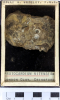 Chingford London Clay Fossils Protocardium nitens bivalve