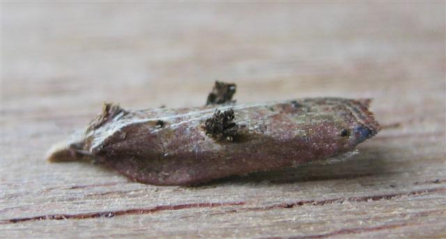 Acleris cristana. Copyright: Stephen Rolls