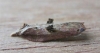 Acleris cristana.