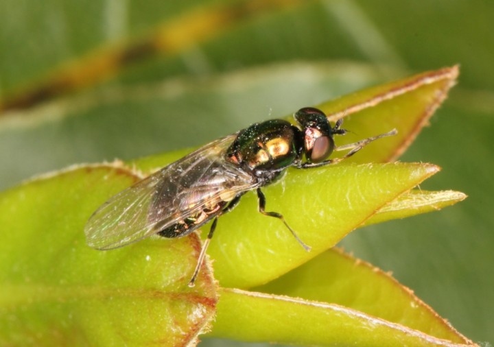 Microchrysa polita female Copyright: Peter Harvey