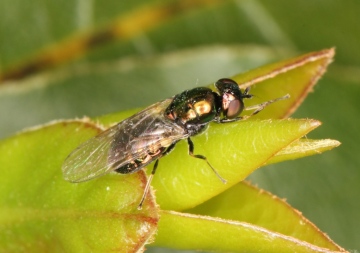 Microchrysa polita female Copyright: Peter Harvey