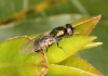 Microchrysa polita female Copyright: Peter Harvey