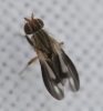 Trixoscelis marginella 1