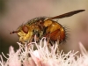 Tachina fera female 20150808-2971 Copyright: Phil Collins